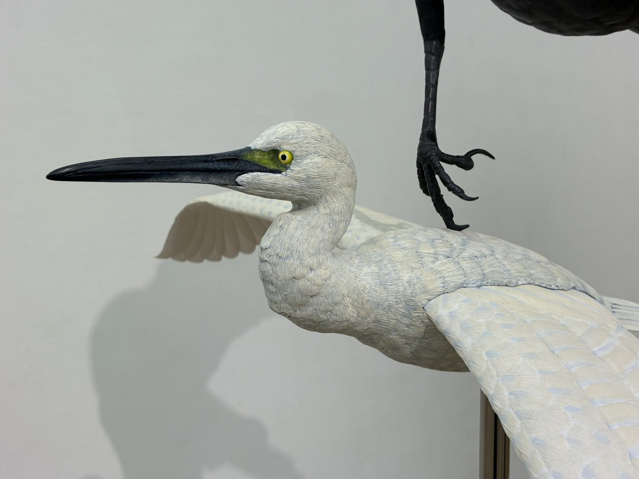 PECKERS_探鳥家 特別展「鳥」公式トリバサダー on X: 