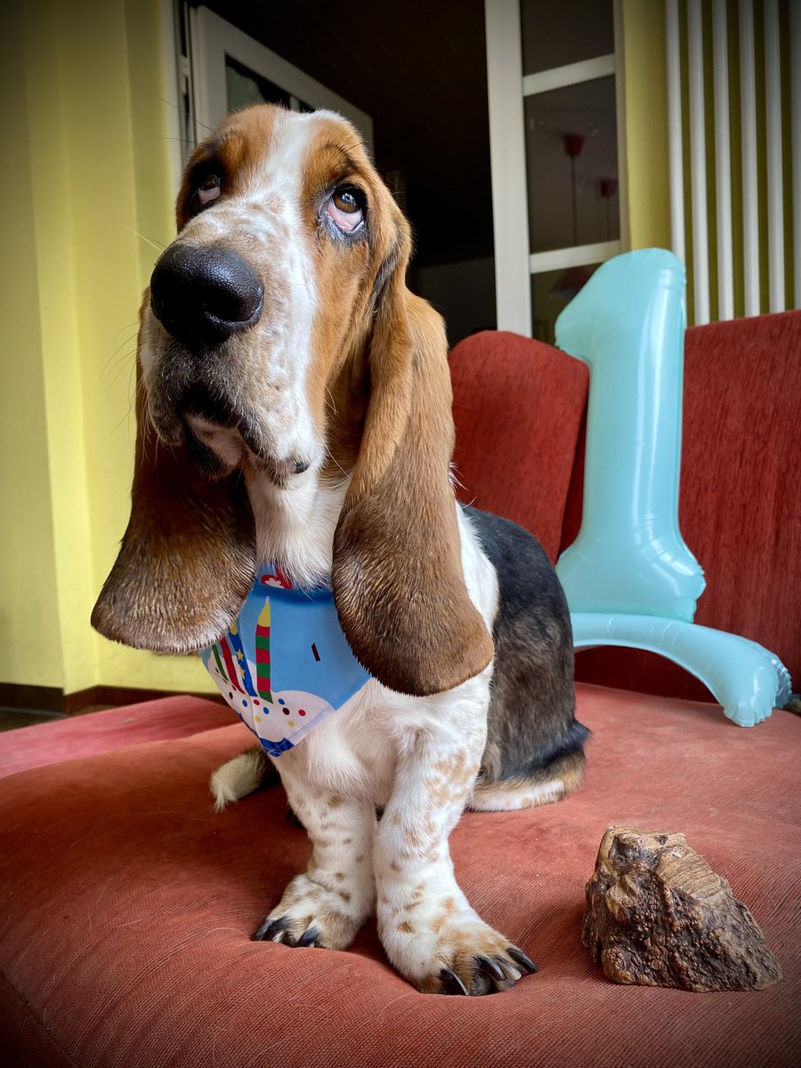 ErnestBasset's tweet photo. Mein erster Geburtstag. Viel Geherze &amp; Getue. Und Snacks. Bin glücklich. https://t.co/obG2W3TdlZ