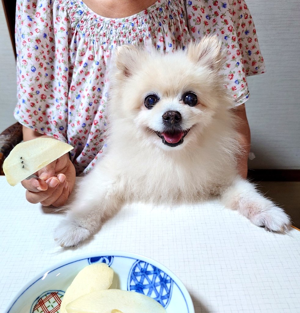 お久しぶりです😊
やっと酷暑の出口が見えてきた感じでしょうか？
はな🐶も私達も元気でやっています!はな🐶は4月の脾臓の腫瘍からの出血とその後体調不良を何とか乗り越えたようで最近は食欲も出てきました🥰
薄く切った林檎🍎が大好き♥
#ポメラニアン
#犬好きさんと繋がりたい
#秘密結社老犬倶楽部