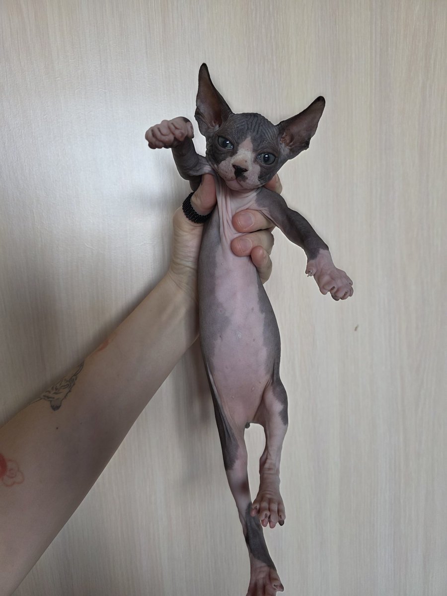 Вашему вниманию: самый большой котище в помете.