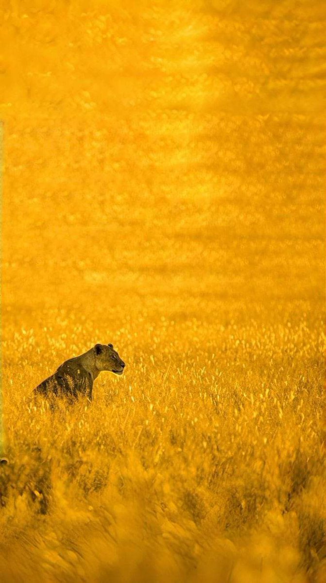 Sol ☼ (@solithra) on Twitter photo 