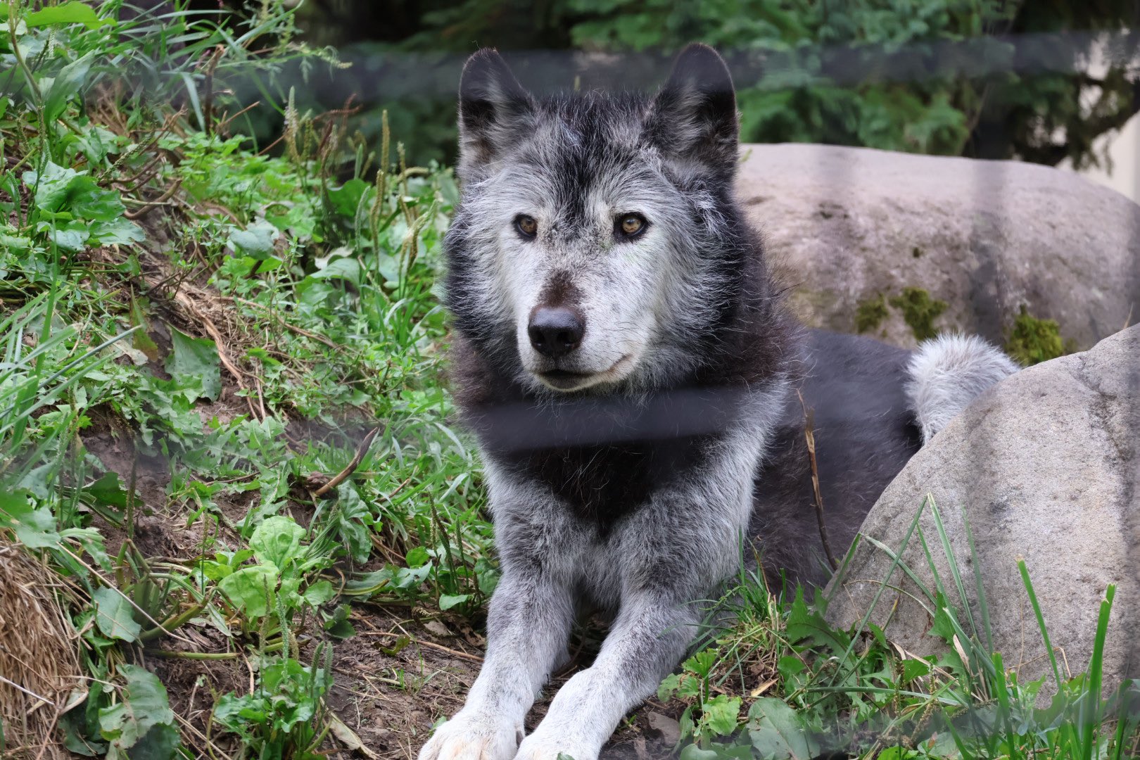 かめれおんです❗️オランウータン　旭山動物園　レトロ　初代　レア　希少❣️ かめれおんです❗️オランウータン 旭山動物園 レトロ 初代 レア