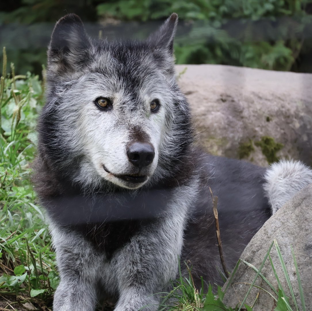 かめれおんです❗️オランウータン 旭山動物園 レトロ 初代 レア