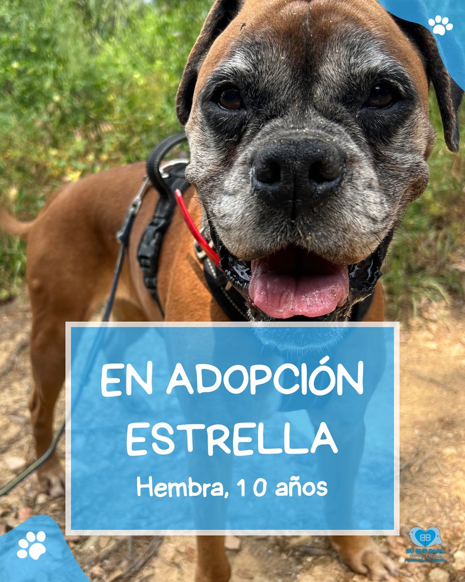 #Barcelona
#ESTRELLA tiene unos 10 años. Fue encontrada vigilando el cuerpo de su humano mayor con una fidelidad que nos partió el alma...

Desde entonces, ha demostrado ser una peluda estupenda; tranquila, súper mimosa  

Le encanta compartir caricias con los voluntarios y con