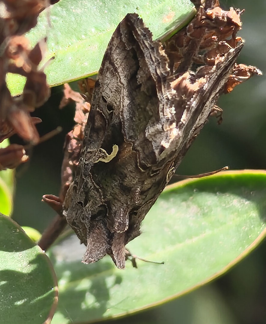Out checking the roses for 2nd generation sawfly larvae that I spotted a few days ago and found this female Large white sheltering from the cold and wet. Then disturbed this Silver Y moth.