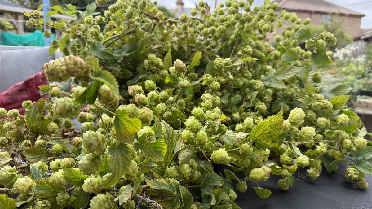 🌱🎄Brian Rumbelow tweet media