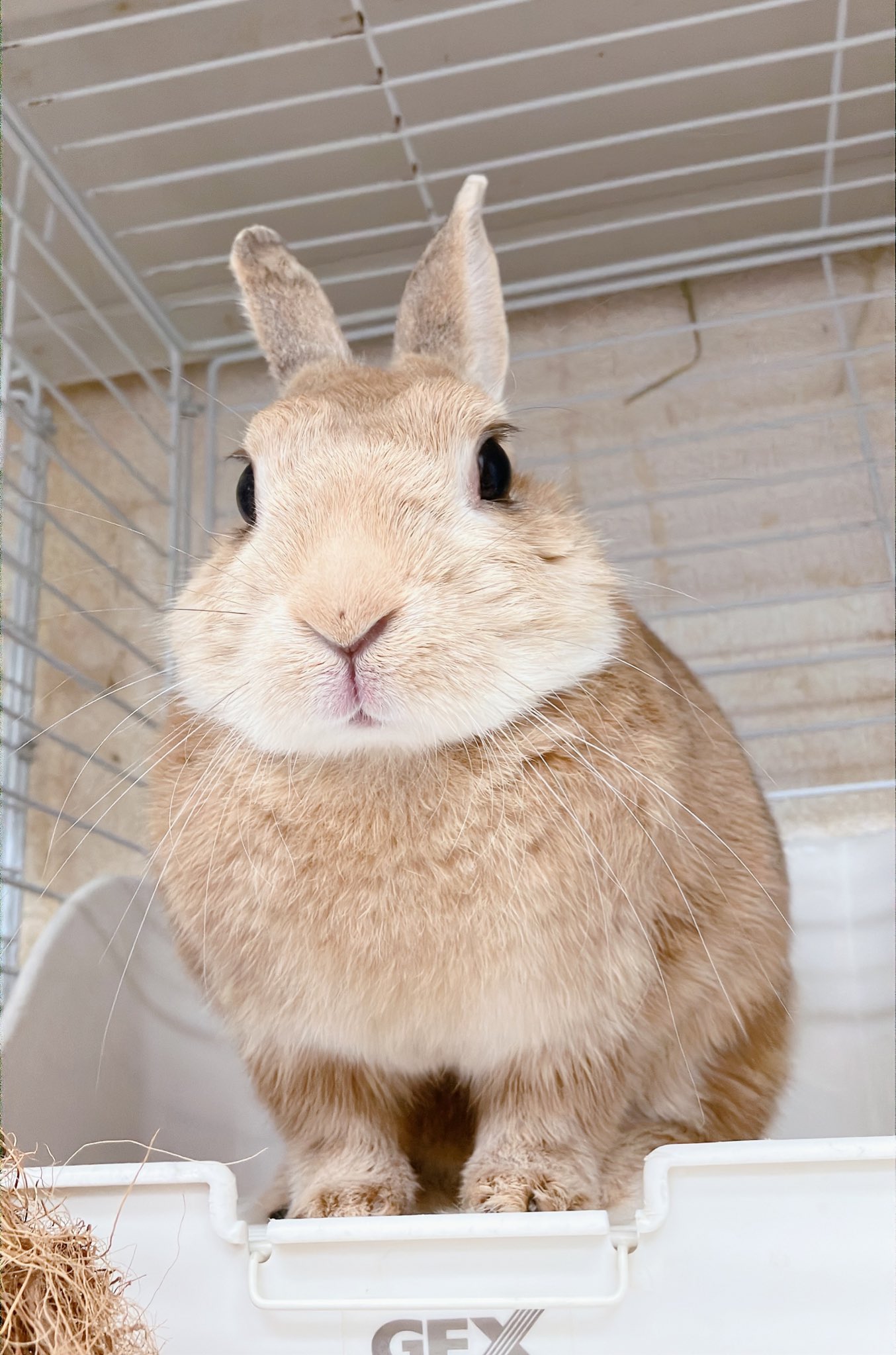 フェントン ９５周年記念限定生産 ピンクイリデセントガラス ミニうさぎ フェントン 95周年記念限定生産 ピンクイリデセントガラス