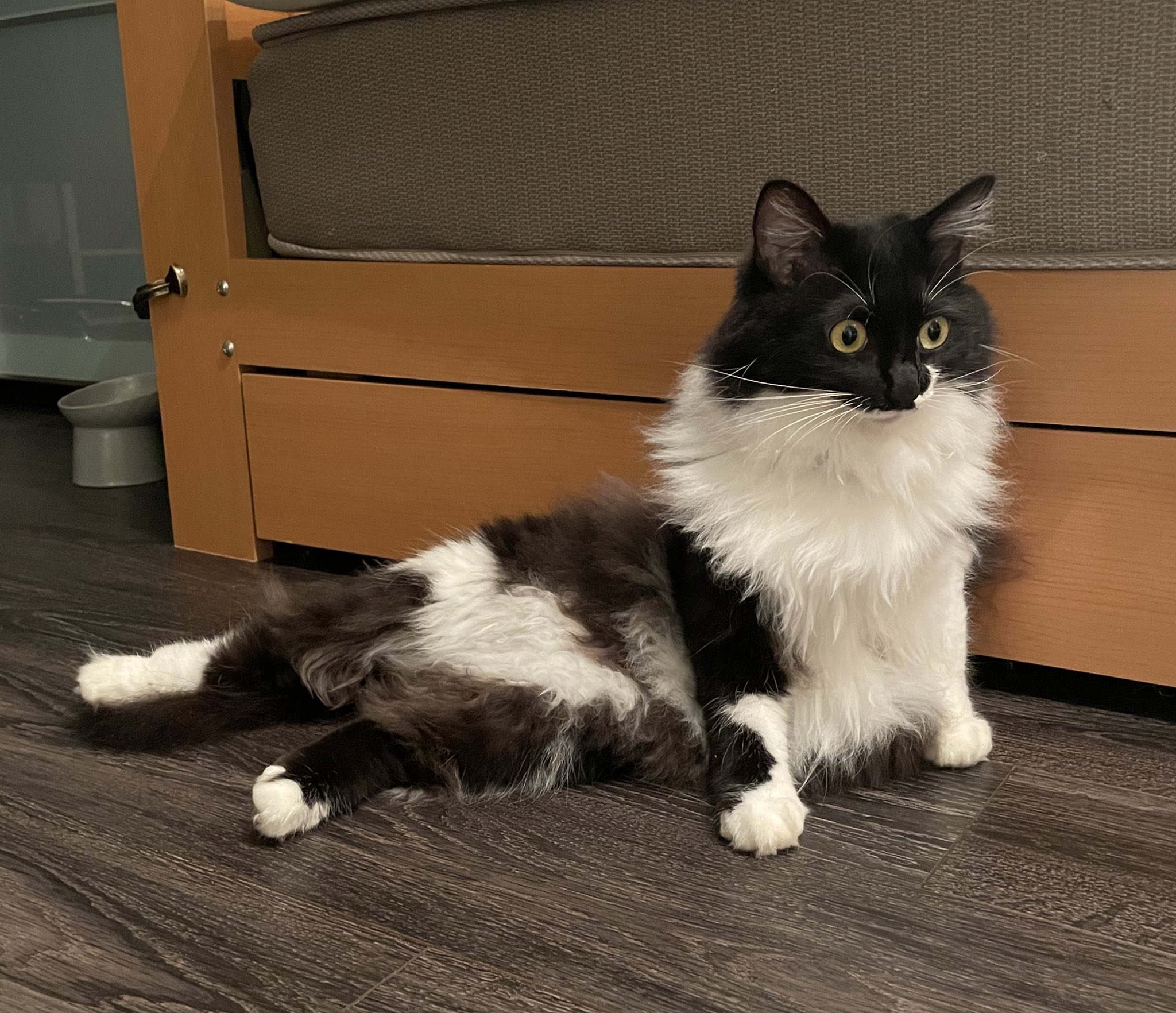 ねこ 167121907_o22.jpg?
