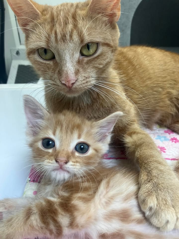 Cuteness alert! 🚨 🧡 Meet Ginger and Biscuit. 🥺 Ginger and her little boy, Biscuit have been receiving all the care they need since arriving. They aren't quite ready for adoption yet, but look forward to finding their forever homes when they are. 🏚️