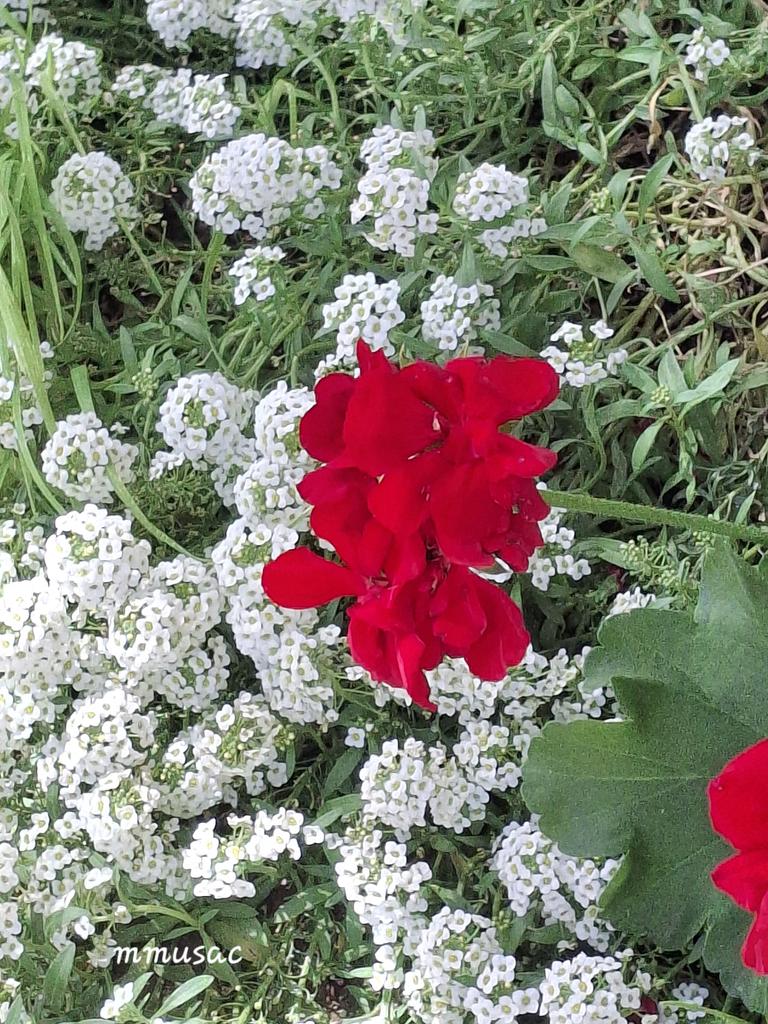 🌺✨️✨️
Al sencillo Geranio le gusta destacar con ese rojo brillante sobre el blanco del Aliso marítimo añadiendo un impresionante acento de color al jardín

Muy buenos días