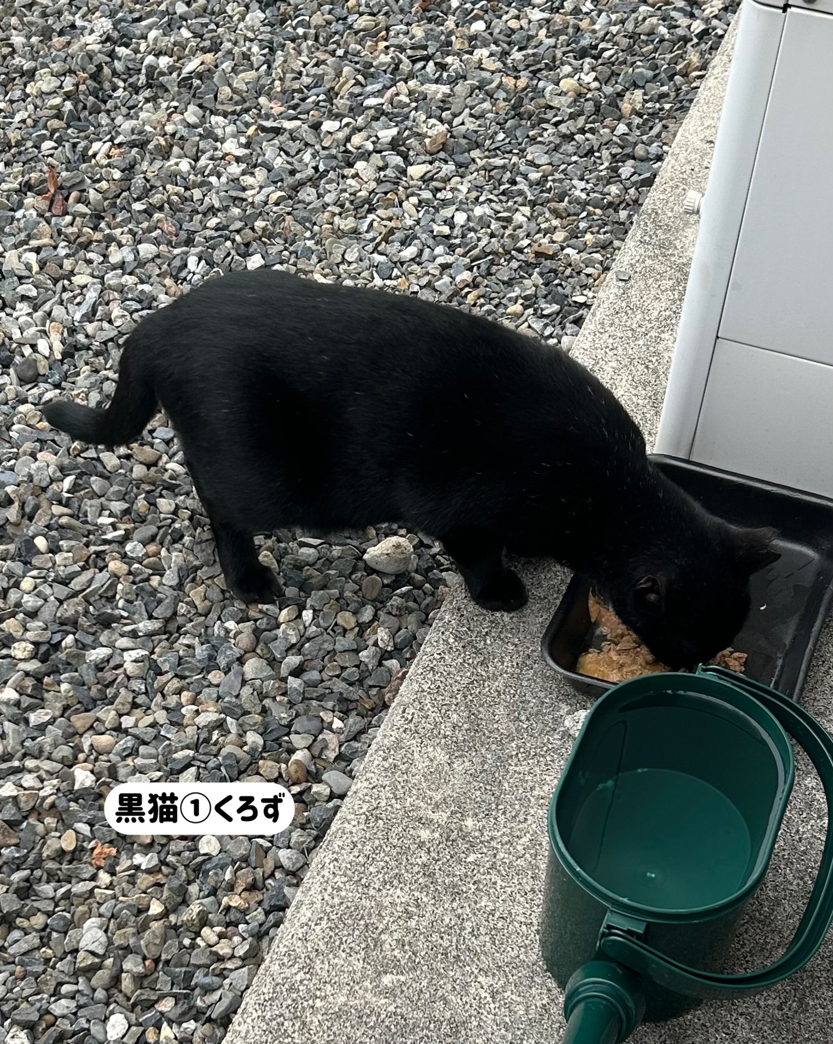 さくら猫 福茶 on X: 