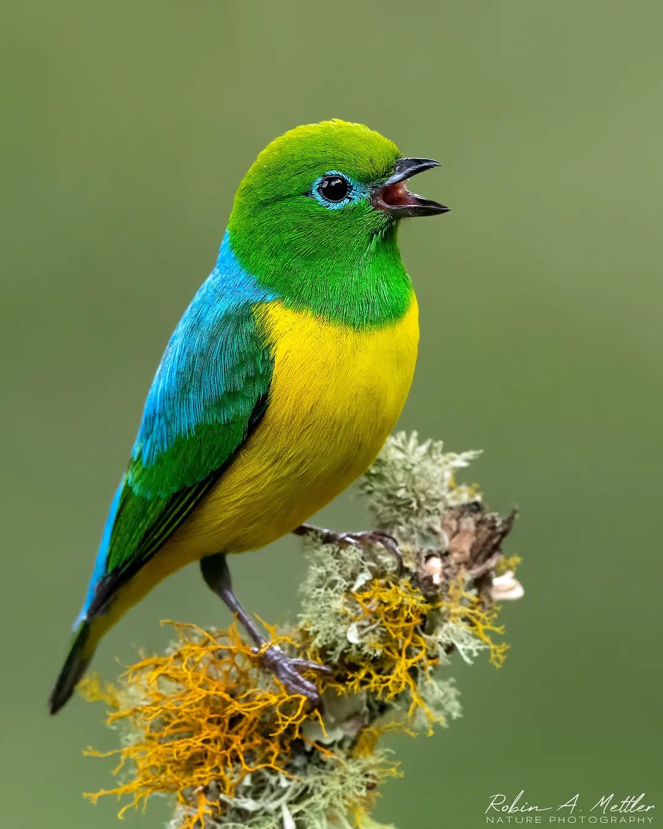 Blue-naped Chlorophonia (Chlorophonia cyanea) 

This  male posed elegantly on a lichen-covered branch while calling for his  better half that had entered the nest to feed their newborn hatchlings.

📷 IG: @robinmettler3 🇧🇷©️

#birds #nature #photography #Brazil