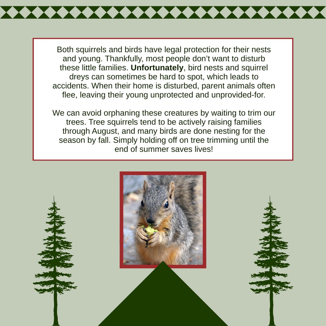WWCCOC's tweet photo. Save a wild life by waiting to trim your trees! We rehabilitate thousands of orphans every year that would be better raised by their wild parents. #wildlife #wildliferehabilitation #wwccoc https://t.co/vGYoBQTeFH