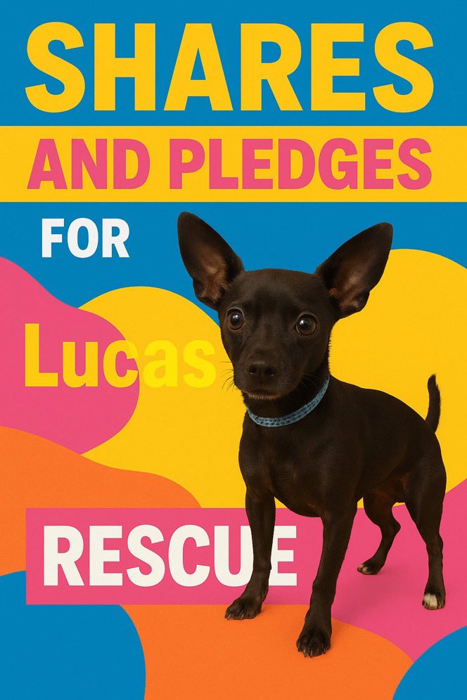 And, here is Lucas. Ready to be rescued and loved on forever. Just needs a few pledges and retweets.