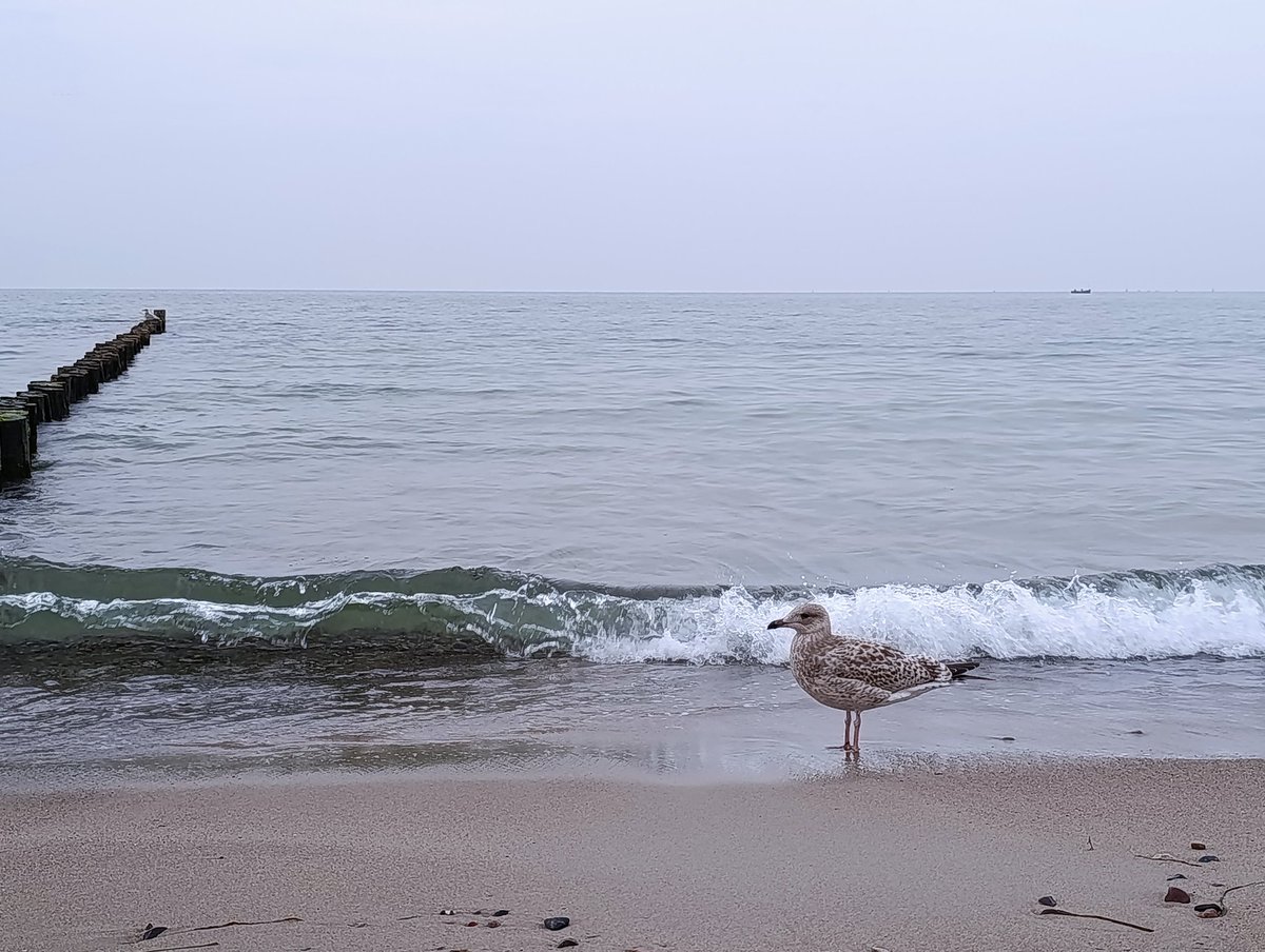 Abendgruß vom Strand. Es sind keine Touristen mehr zu sehen. Ganz weit draußen wird ein Fischkutter von Möwen umringt und gibt es die Mittwochregatta der Segelboote (beides nicht sichtbar).

Wasser 19 Grad, Luft etwas wärmer.

Habt alle einen ruhigen Abend.