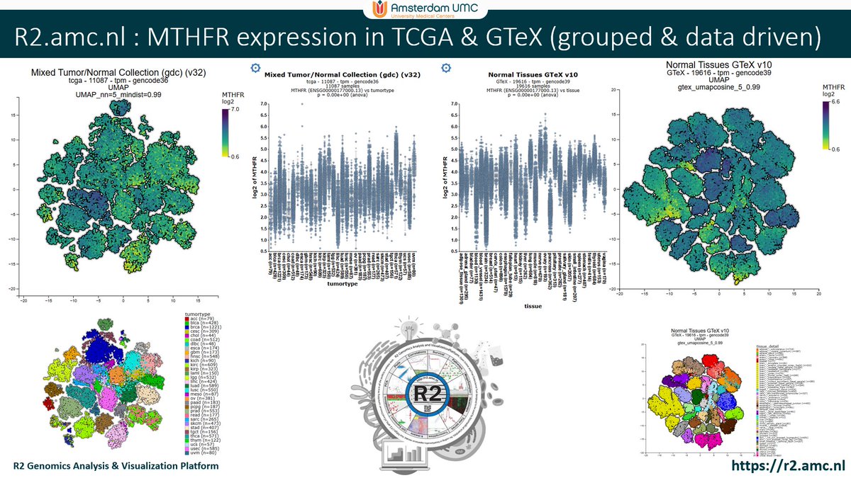 r2_platform's tweet image. #MTHFR expression in #TCGA & #GTEX
R2 open online data science platform for biomedical researchers (r2.amc.nl)
This enzyme is vital for processing folate and is linked to various disorders, including increased risk for some types of cancer and Alzheimer's disease