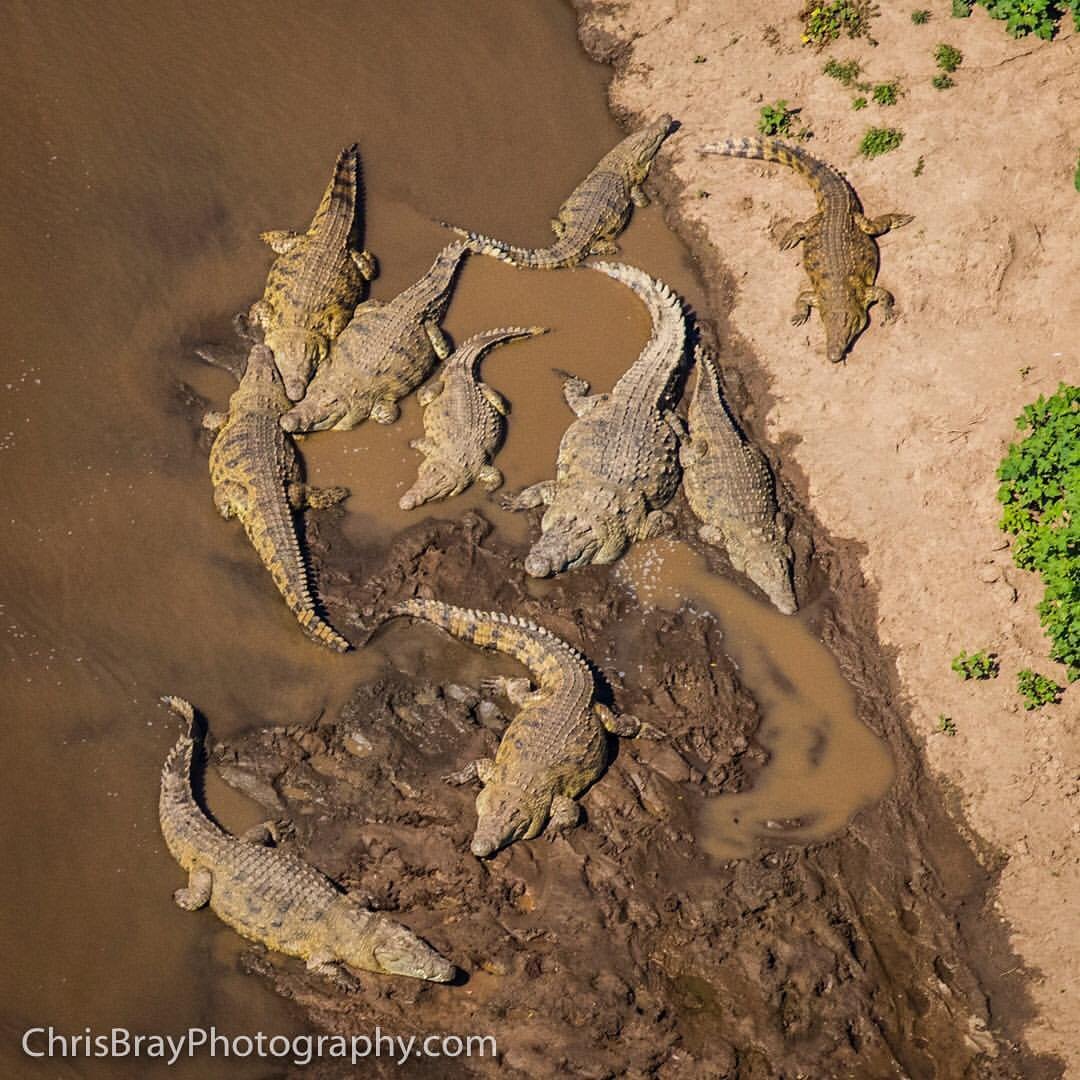 metasuchus's tweet photo. Wide Mouth basking alongside other Nile crocodiles in Maasai Mara. Truly shows his immense bulk.
📸 @ChrisBrayPhoto https://t.co/weHZtFZaHF