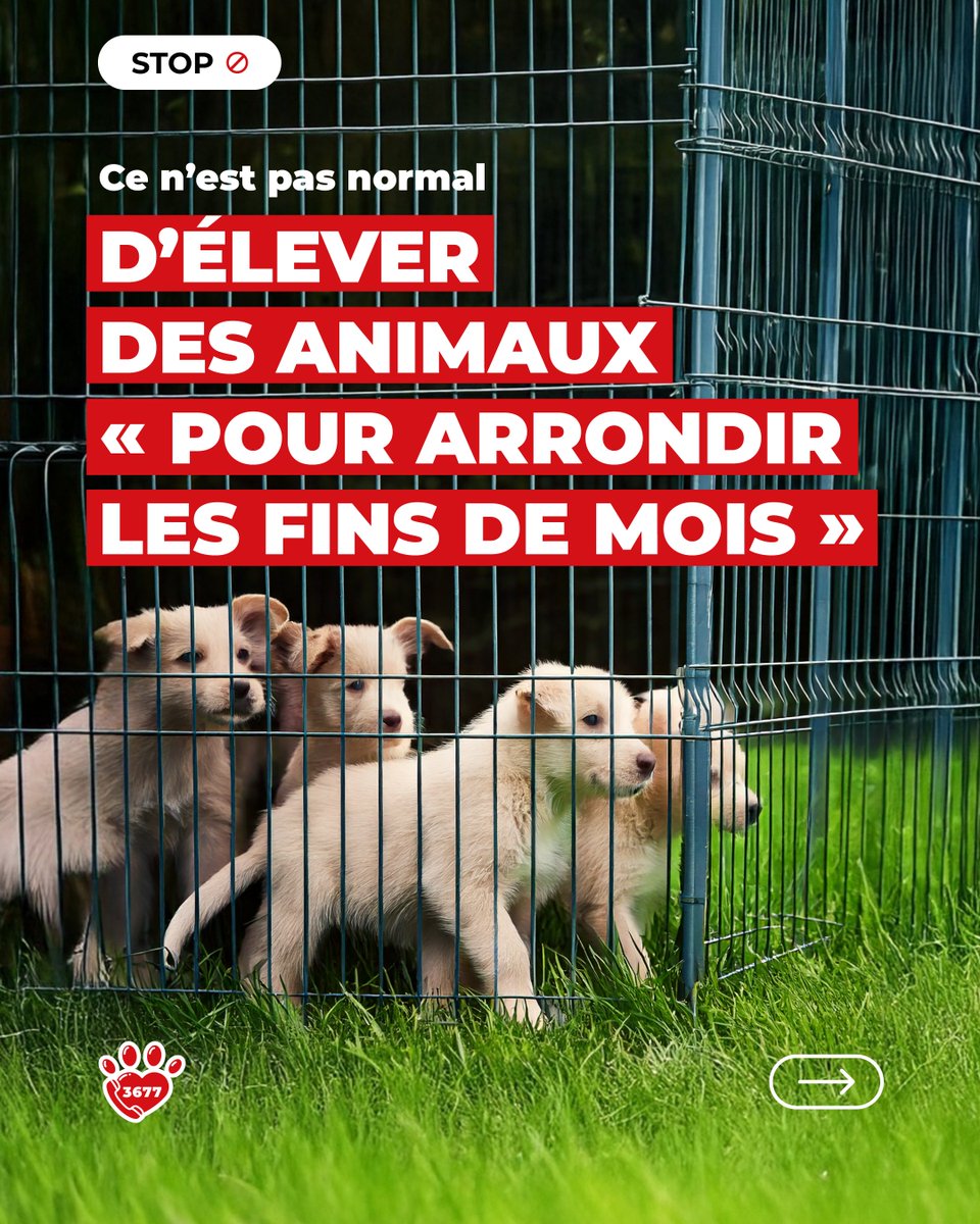 🚫 𝗦𝗧𝗢𝗣 – 𝗖𝗘 𝗡’𝗘𝗦𝗧 𝗣𝗔𝗦 𝗡𝗢𝗥𝗠𝗔𝗟 🚫

Élever des animaux uniquement pour « arrondir les fins de mois », ce n’est pas de l’amour… c’est de l’exploitation.

Derrière ces pratiques illégales se cachent souffrance et mise en danger des animaux.