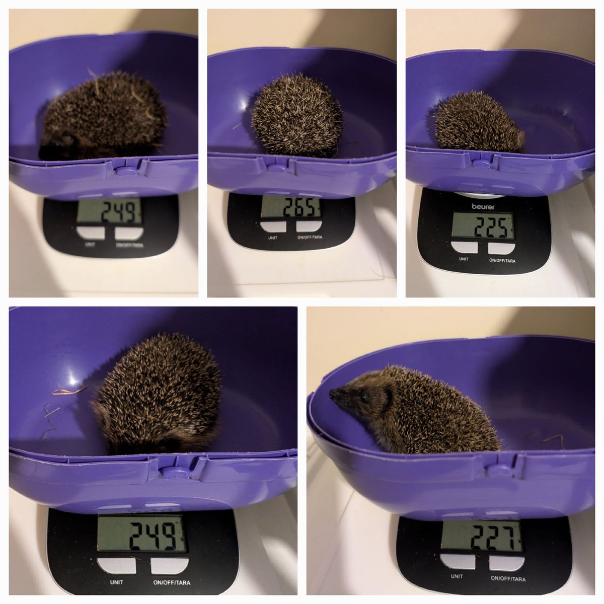 CaerphillyHog's tweet image. Mum, Sarah, did a fine job in raising her hoglets.  Unfortunately, she passed away last week due to a parasite burden and exhaustion.  Her hoglets are eating wet food and are doing well.
#hedgehog #hoglets #conservation #wildlife #wildlifeWednesday