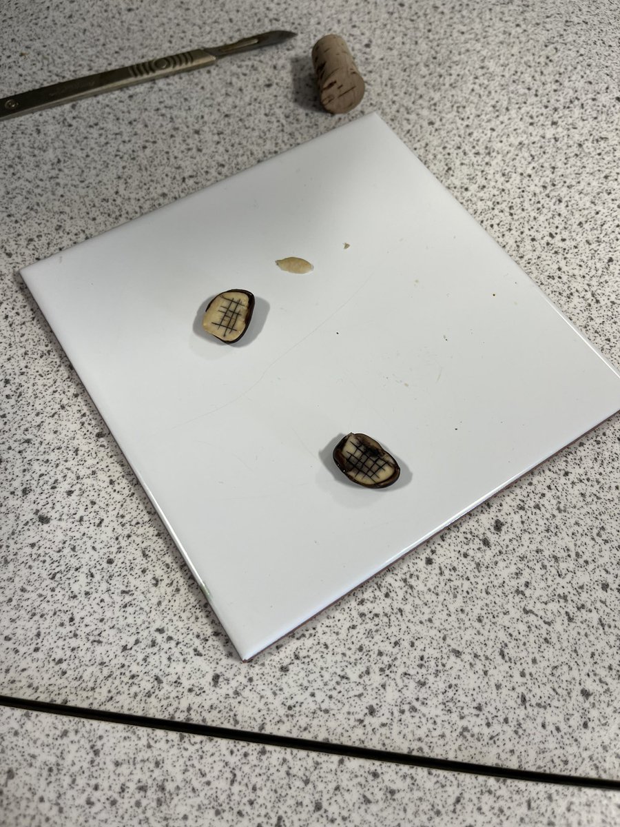 HermiAcadSci's tweet image. S3 Biologists have been looking at plant propagation this week - seed structure, germination and taking cuttings 🌱 🪴 #UNCRCArticle29