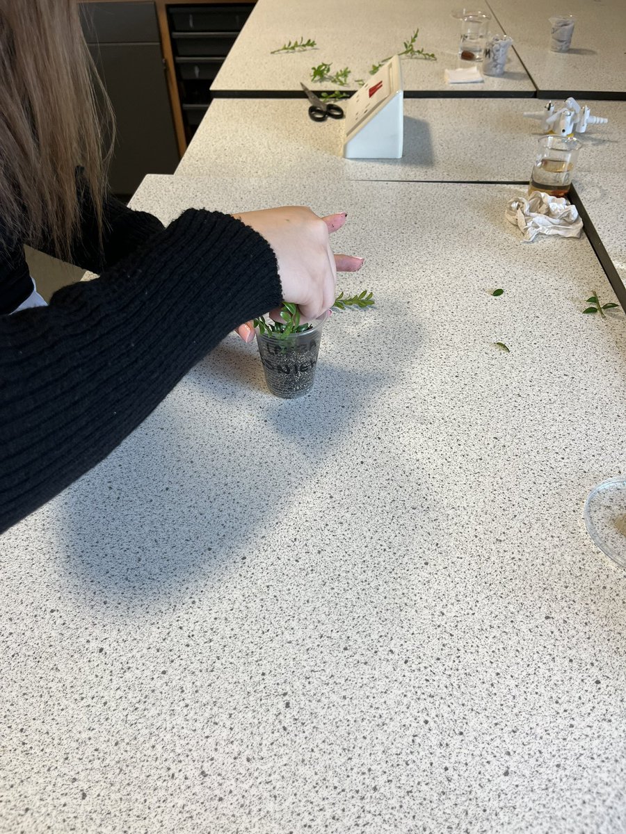 HermiAcadSci's tweet image. S3 Biologists have been looking at plant propagation this week - seed structure, germination and taking cuttings 🌱 🪴 #UNCRCArticle29