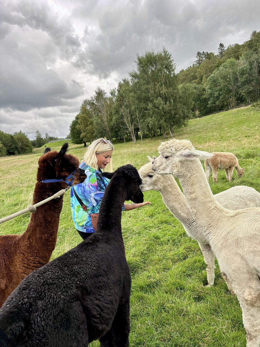 dr_treisman's tweet photo. Over in Scotland for 2 days of events with the fab Moore house. And I was v excited to hear at the venue they do alpaca walks. Had such gorgeous time & such a nice unexpected surprise in between work. Meerkats on Sunday & alpacas today- v lucky. Now we have a lovely Moore house meal