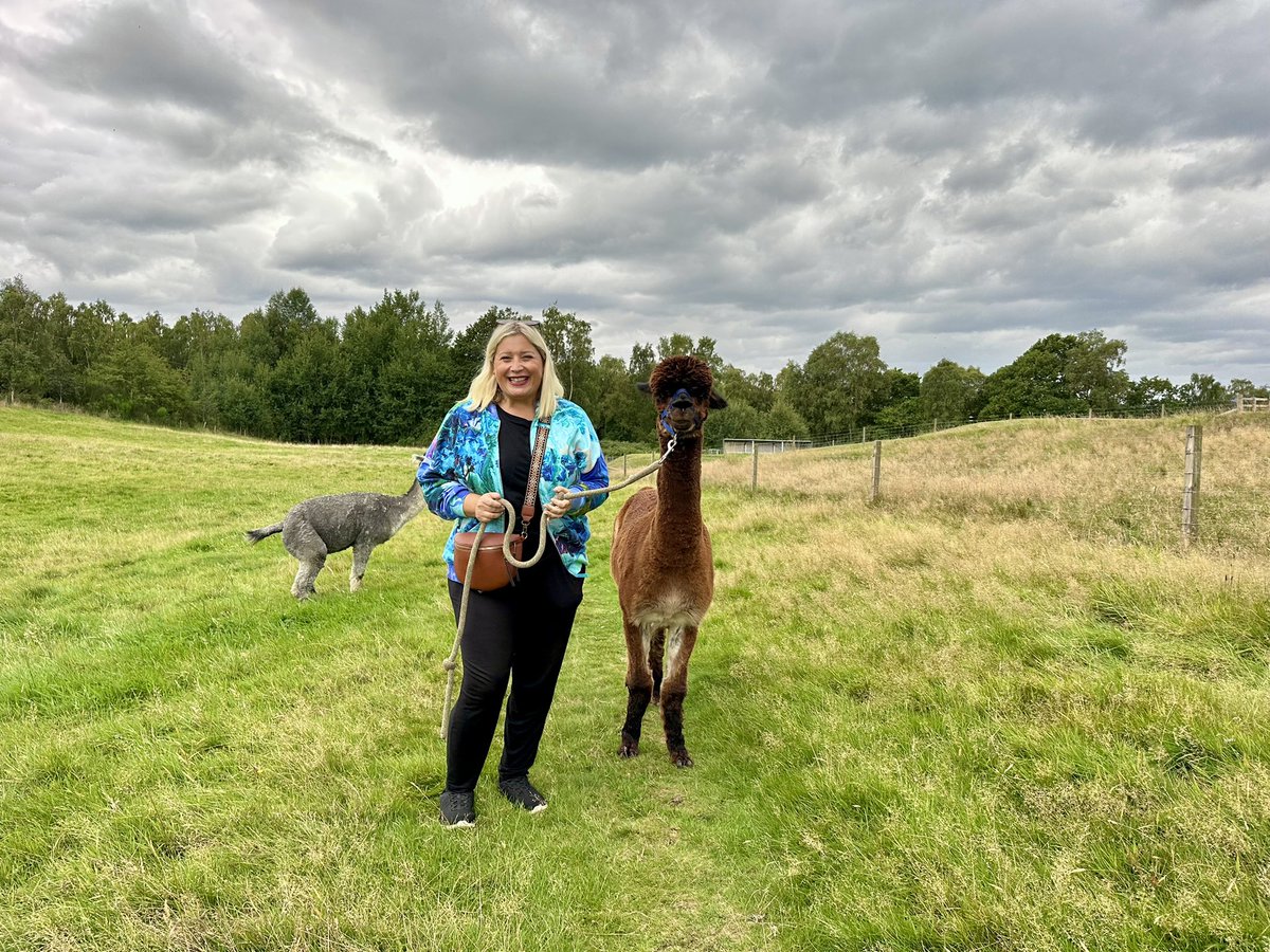 dr_treisman's tweet photo. Over in Scotland for 2 days of events with the fab Moore house. And I was v excited to hear at the venue they do alpaca walks. Had such gorgeous time & such a nice unexpected surprise in between work. Meerkats on Sunday & alpacas today- v lucky. Now we have a lovely Moore house meal