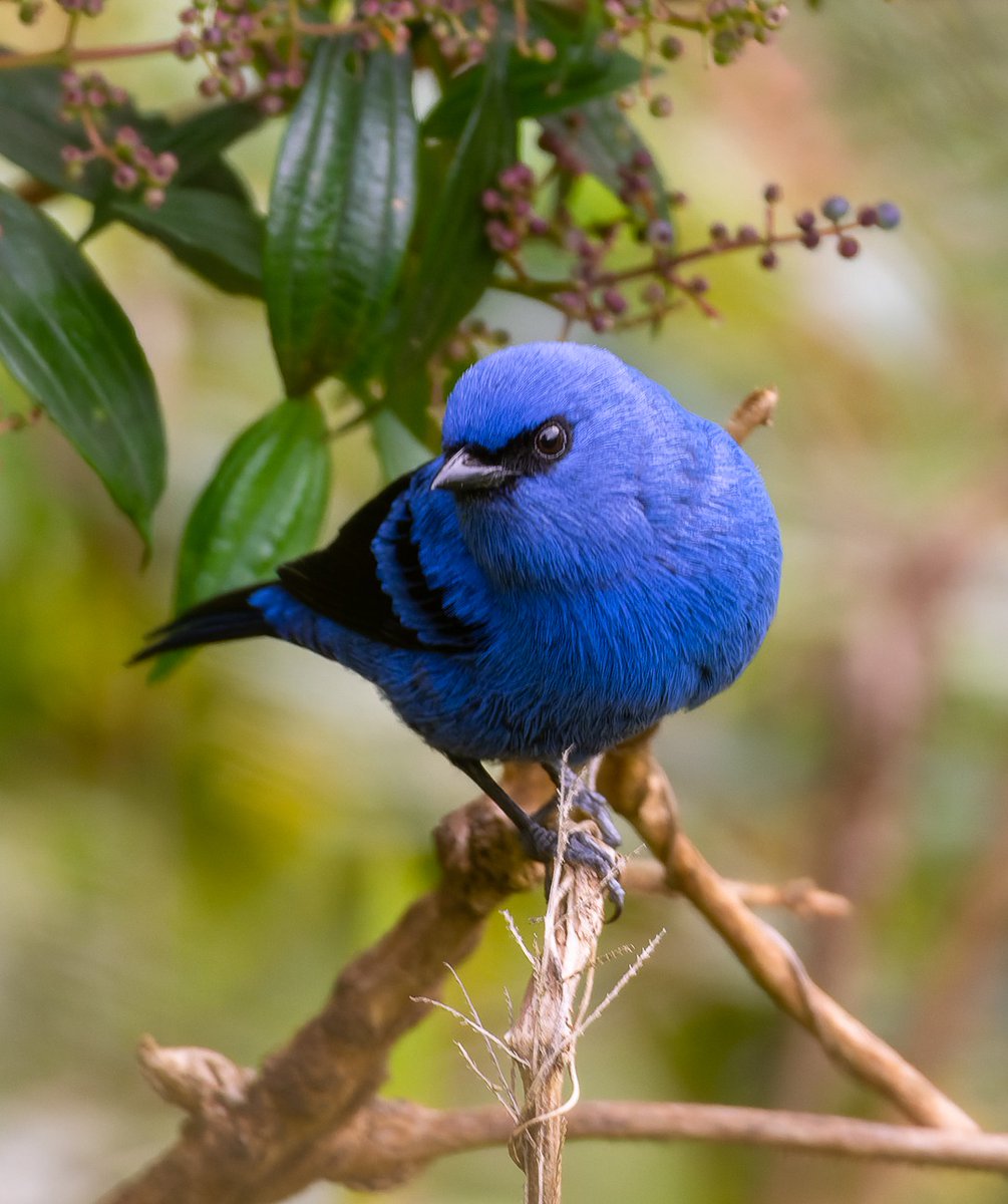 davidtbryon's tweet photo. La Tangara Vassorii llega con su azul marino y antifaz negro para el #miercolesdeemplumados 
#AvesdeColombia 
#BirdsSeenIn2025
#Colombia https://t.co/max03lPmXT