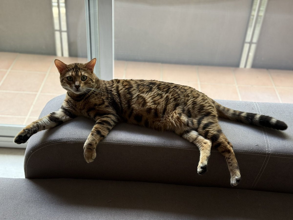 norickgp1's tweet photo. @RicardJove Sabia que amb lo bon tio que ets devies ser una cat person 😂 https://t.co/By5I1OVjSB