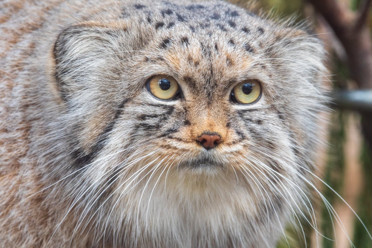 potterparkzoo's tweet photo. Pazi called… 📲 He wants everyone to know it’s Whisker Wednesday! His whiskers help him hunt pikas and voles, but they also happen to make him a whisker model extraordinaire. 😻 #PallasCat #PotterParkZoo #Pazi #WhiskerWednesday https://t.co/2cGbEYeLEC