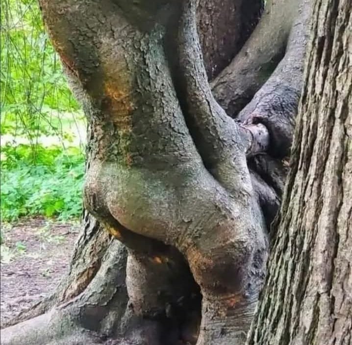 Roque de Lihou (@nullepartjeten1) on Twitter photo 