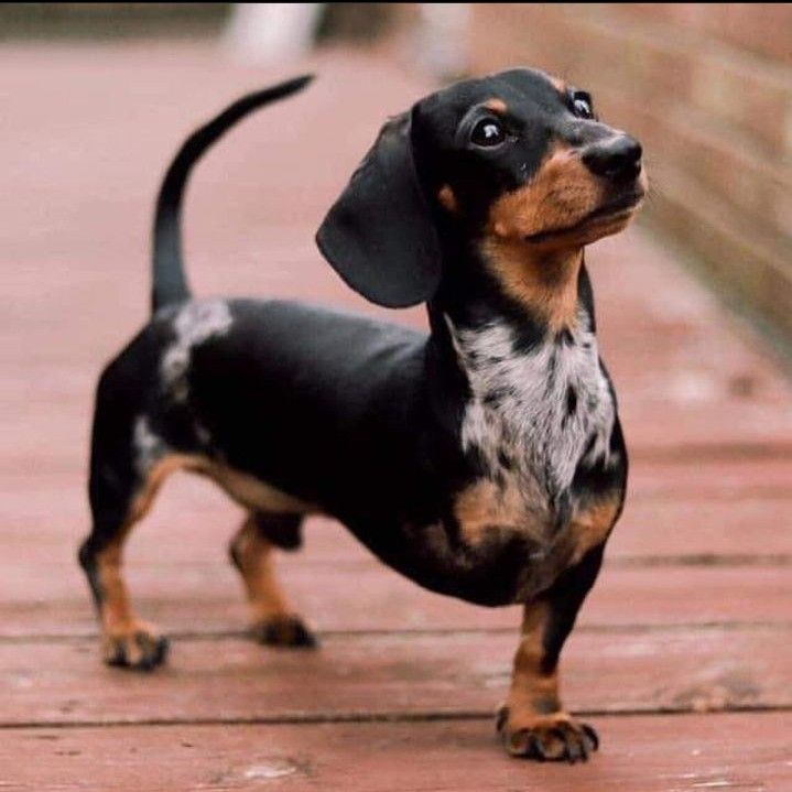 Ele é lindo mesmo sem uma perninha 🖤