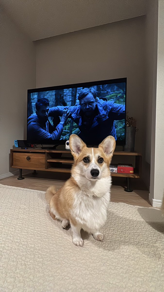 かわいい甘いコーギーの刺繍やカーディガンは、ペースメーカー付きの白いベッドの上にあります。妊娠中の犬は子犬を待っている。ペットと一緒に家の中で子供たちの準備と期待。変更、新しい順序とルール.  — ストック写真 © masarik@inbox.ru #357818230, image size:675x1200