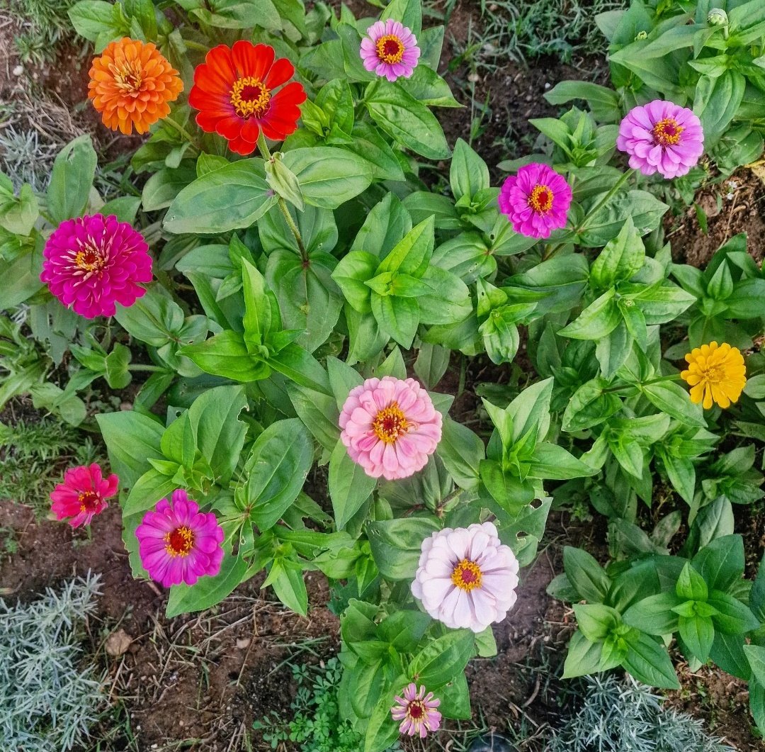 ricardrigall's tweet photo. Zínnies. #gardencenterrigall #viladasens #gironès #estiu2025 https://t.co/685D4gxVnK
