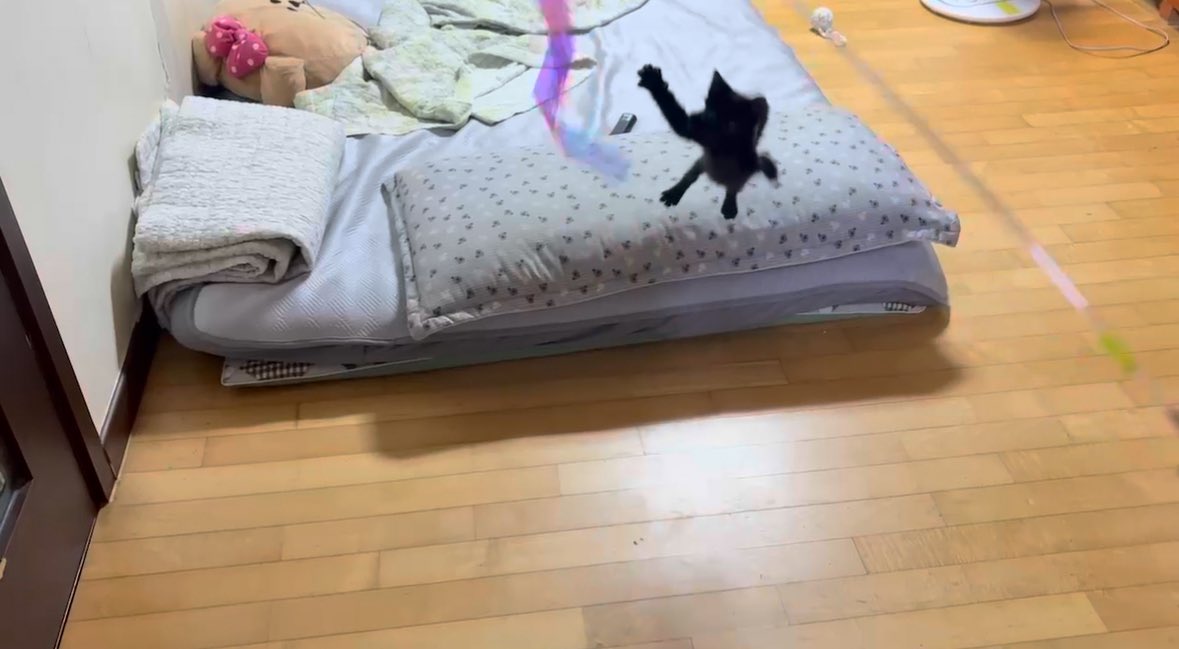 순냥이 tweet media