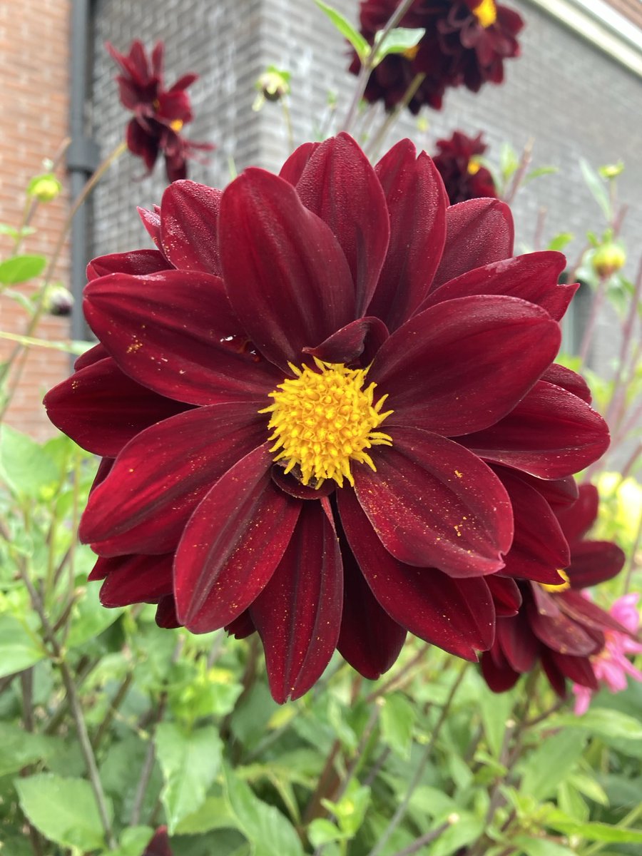 #Dahlia - Bee Friendly mixture from the ‘Eric Breed’ selection