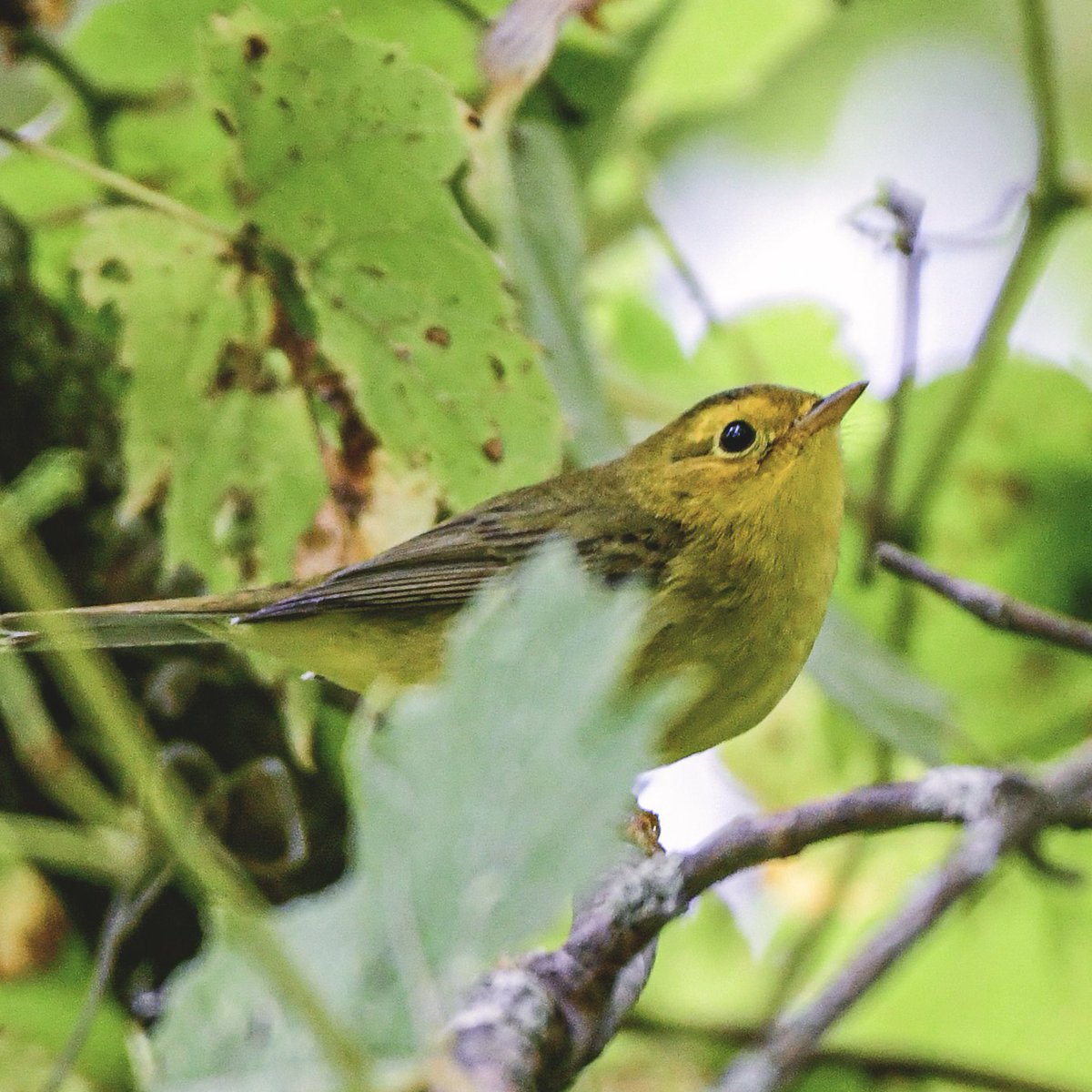 MeredithMComm's tweet image. Wednesday is for Wilson’s 💛🖤
#WarblerWednesday #Birds #BirdTwitter #TwitterBirds #FallMigration