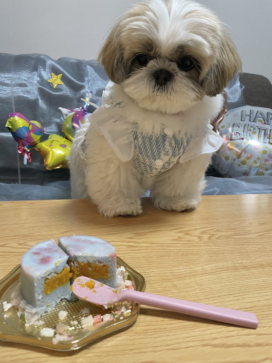 ふぅちゃん᧔♡⃛᧓シーズー᧔♡⃛᧓ (@fuuchan0910) / Posts and