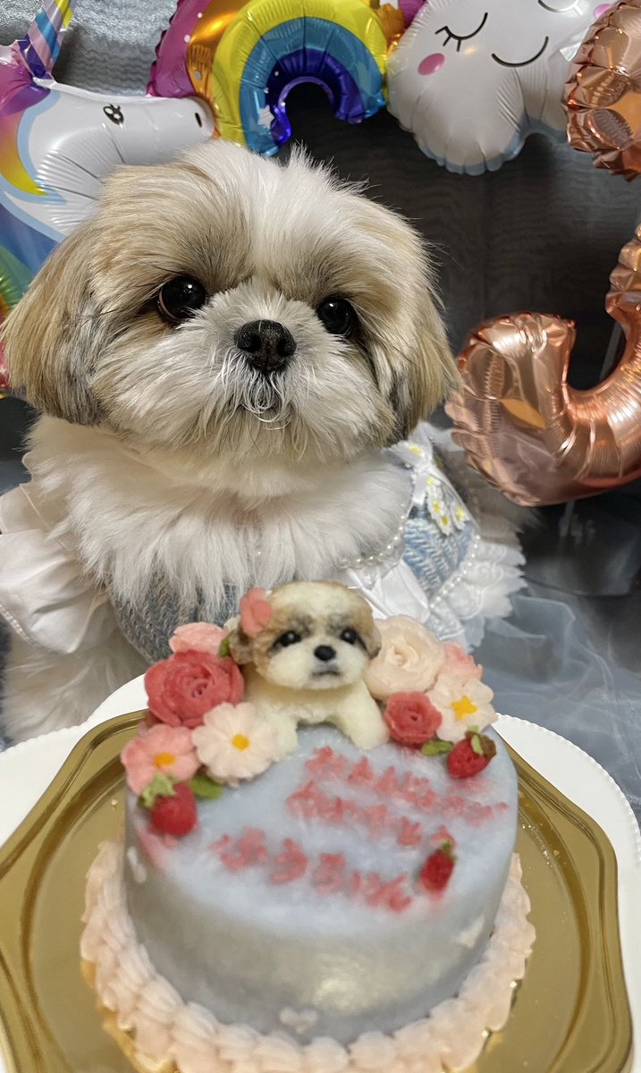今日のふぅちゃん🥳 本日、9月10日は… ふぅちゃんの🎉HAPPYBIRTHDAY
