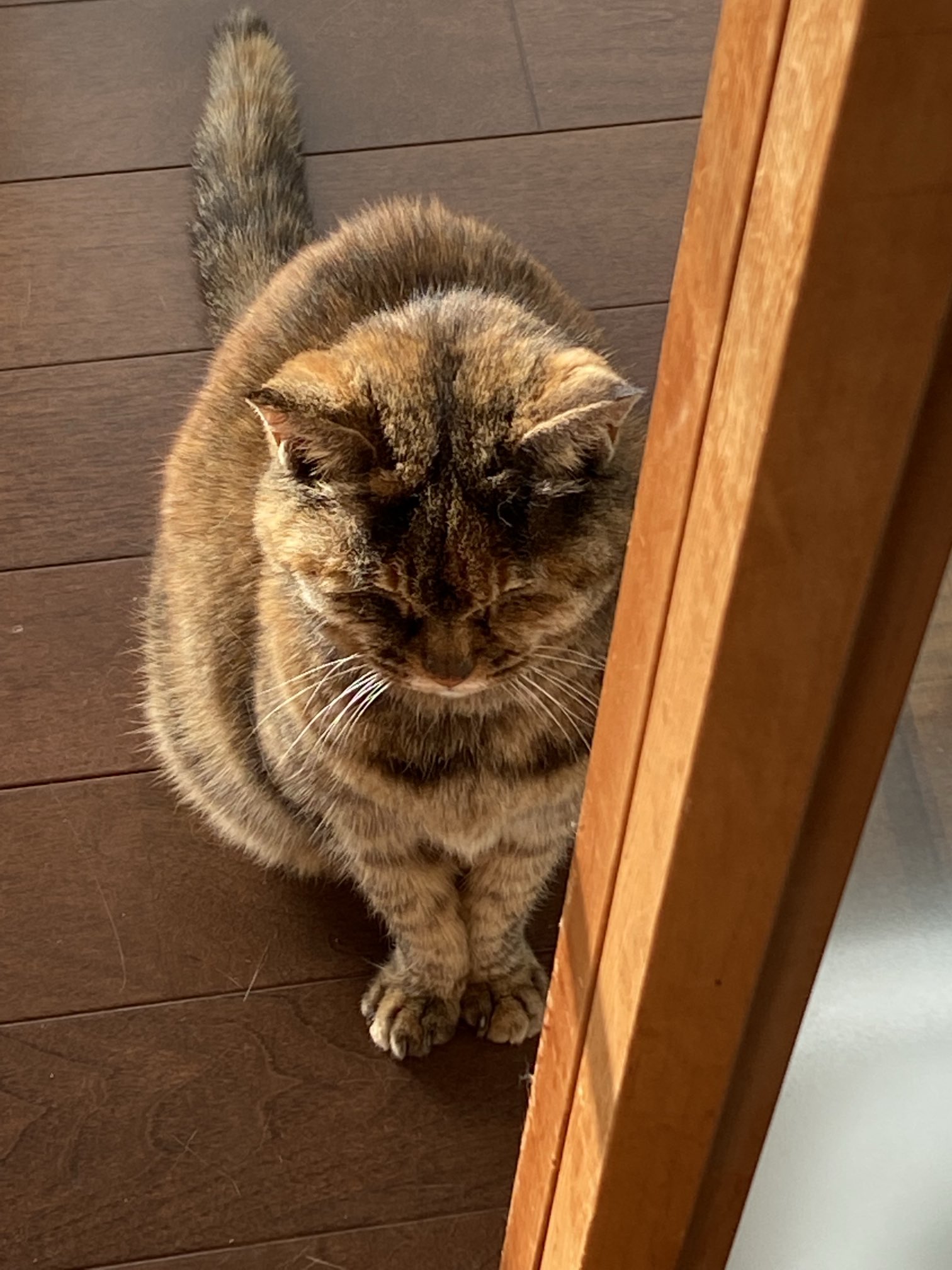 猫先輩 楽天ブックス: メイ先輩 - MARCO - 9784777830022 : 本