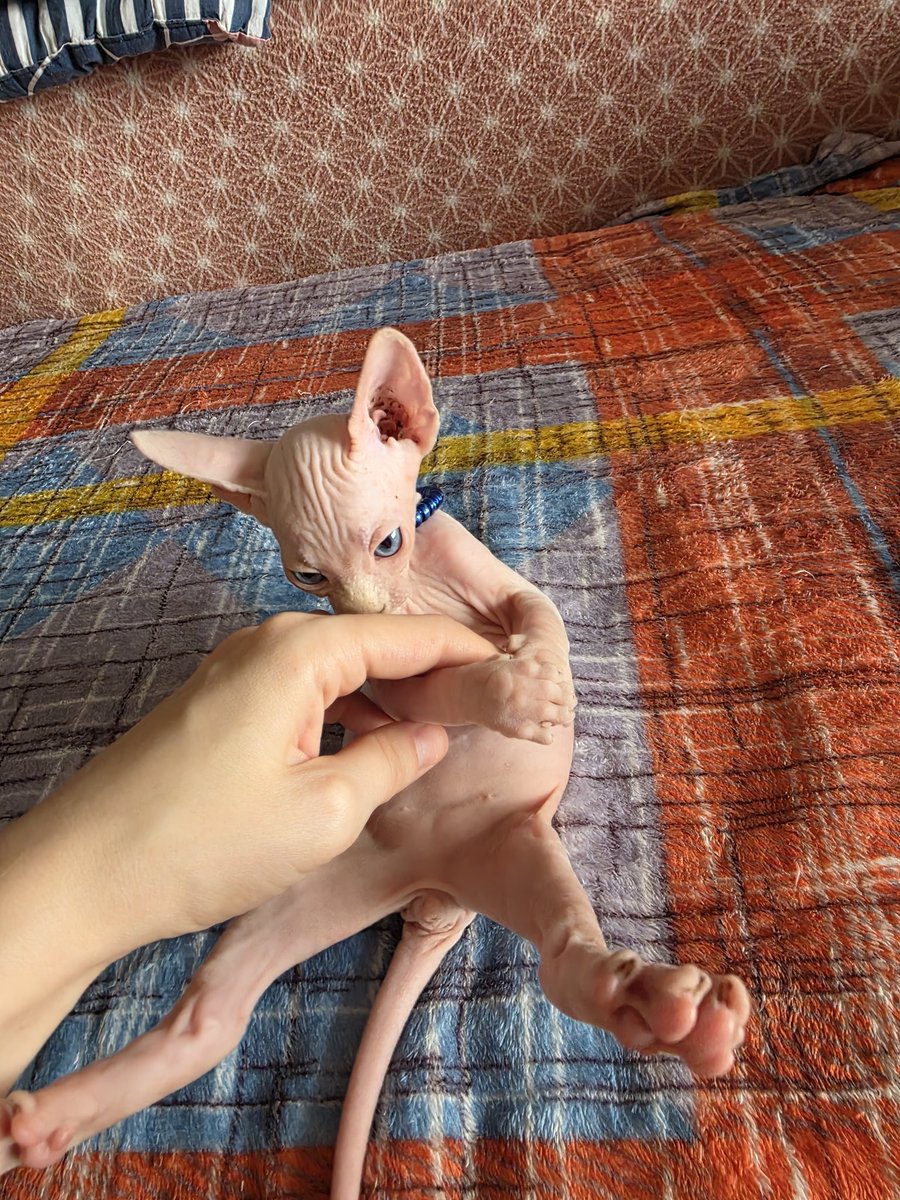 Тео уступает Адику первое место по величине, но зато...