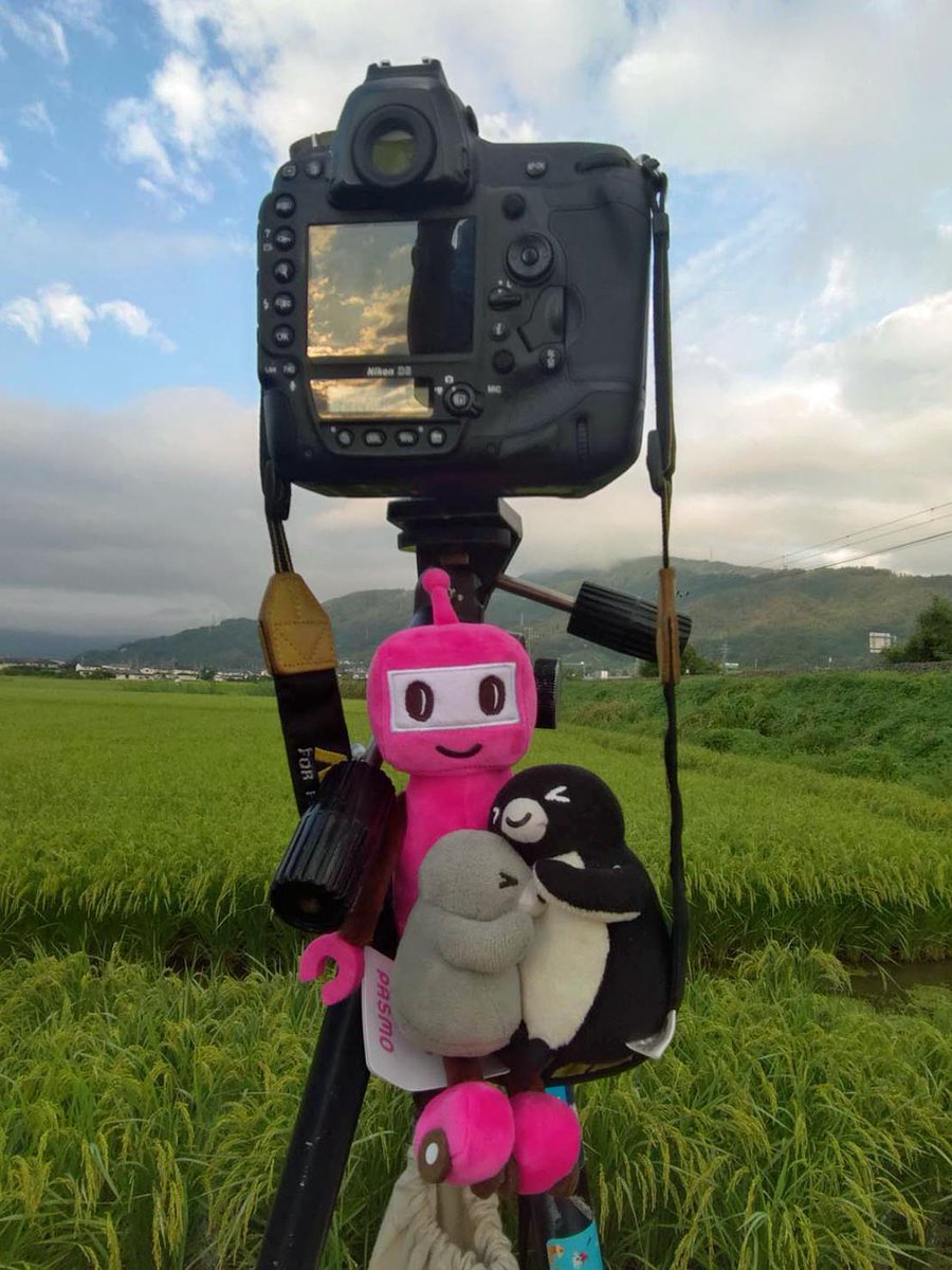 ペソギソチャソ🐧 (@pesogisochaso) / X