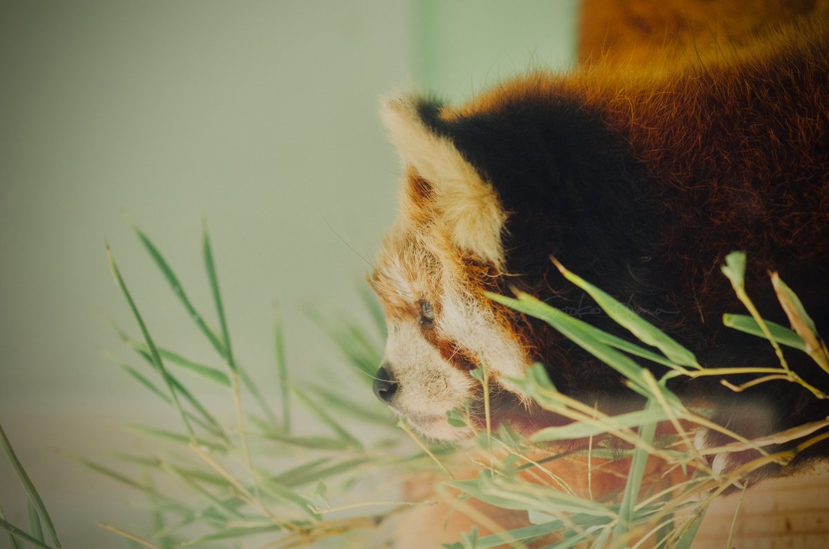 tocophoto's tweet photo. PENTAX K-5Ⅱs
D FA MACRO 100mm F2.8 https://t.co/lnZxfqmfos