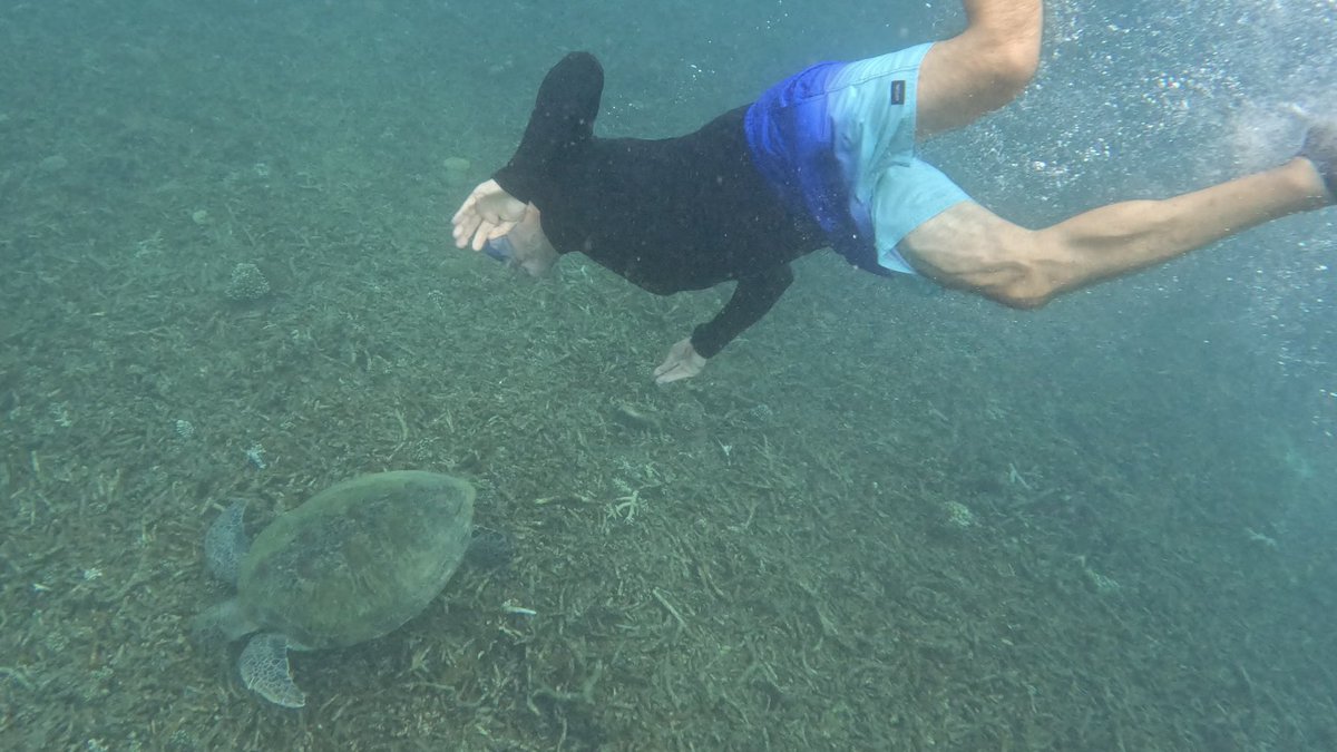 🤿 While the dives in Koh Tao, Thailand are truly amazing - the most exciting encounters happened while snorkeling. 

Black tip sharks swarm Aow Leuk beach pretty much all the time - people don’t even notice them passing by in the shallow water. 

About 50m from Shark beach’s