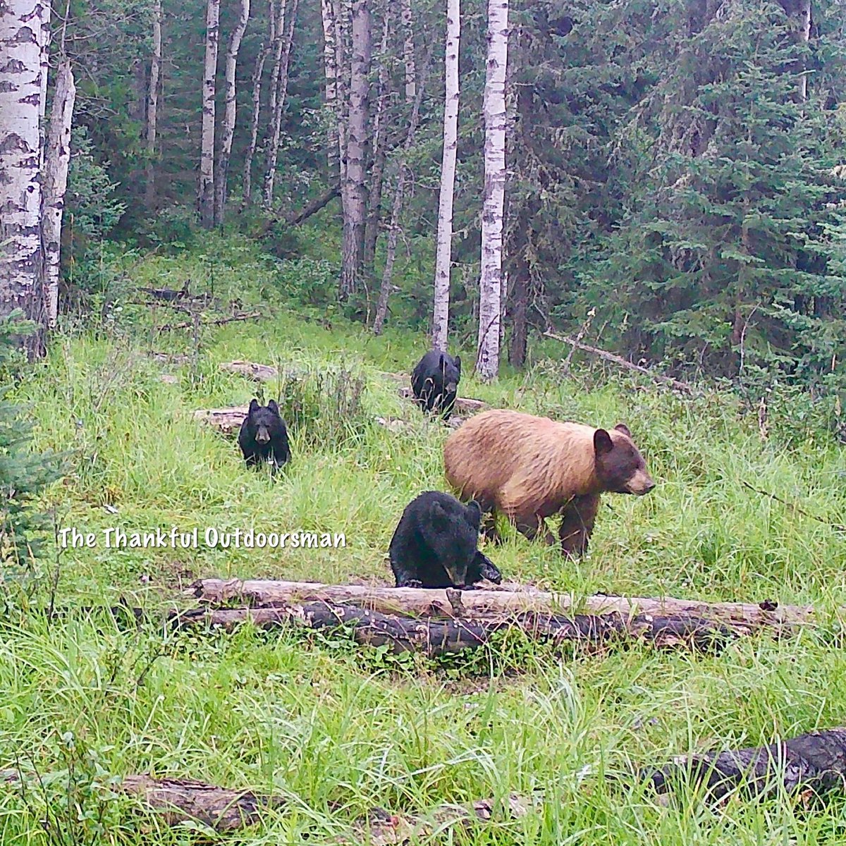 Mama black bear out with her 3 little hooligans