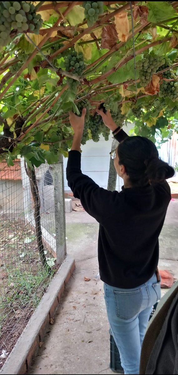 CarmenToro98's tweet photo. Una chica de ciudad, vendimiando por primera vez... Aprendiendo la vida de campo😁❤️ https://t.co/LnKgTHpYe9