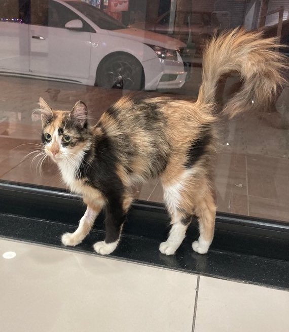 Bu çok güzel çocuk sokakta asla yapamıyormuş. Yakın zamanda çok kötü hastalanmış, kliniğe aldırılarak iyileştirilmiş. Şu an iyi ancak sokağa dönerse yine kötü olacak. Tek ihtiyacı yuva. İstanbul’da. İletişim: <a href="/bioanalytician/">Pelin Şenel</a>