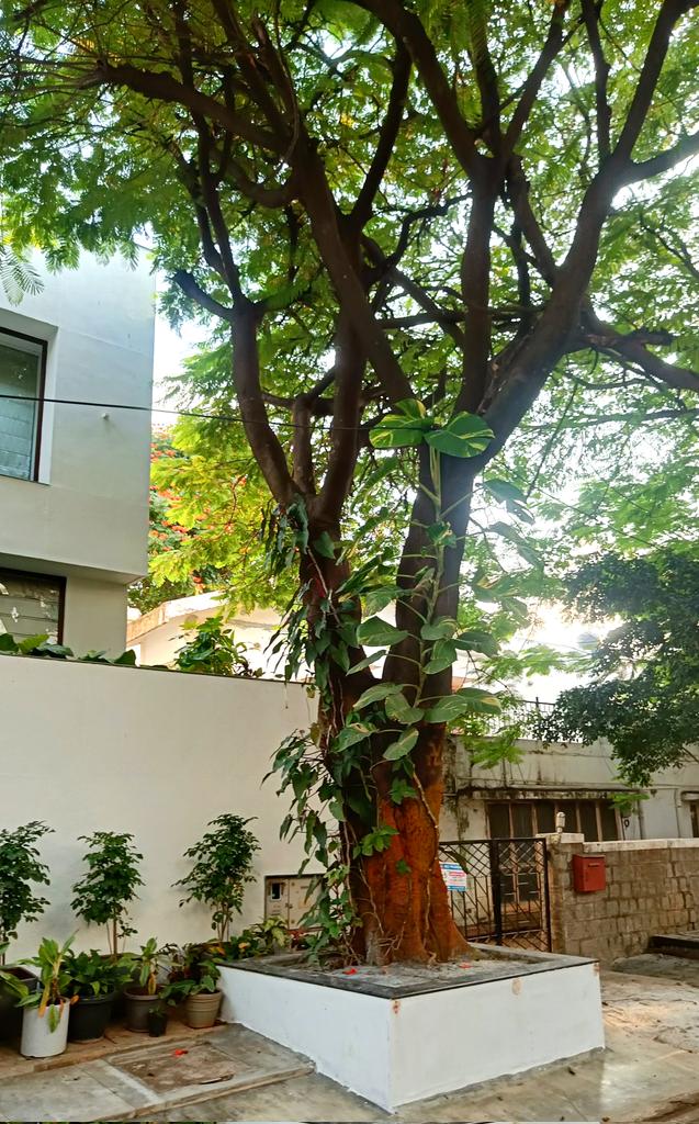 Bingo_mk's tweet image. #TreeFriends #TreeClub
#Theme_Pic_India_Trees