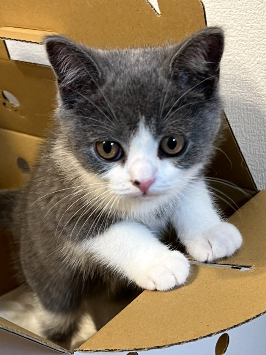Bear3386's tweet photo. 箱入り息子🐱です
よろしくお願いします^ >ᴗ<^
初めての猫飼いのため色々教えてください
無言フォロー失礼します
#猫好きさんと繋がりたい  #猫のいる暮らし  #ブリティッシュショートヘア https://t.co/tcmbPCS0Ce