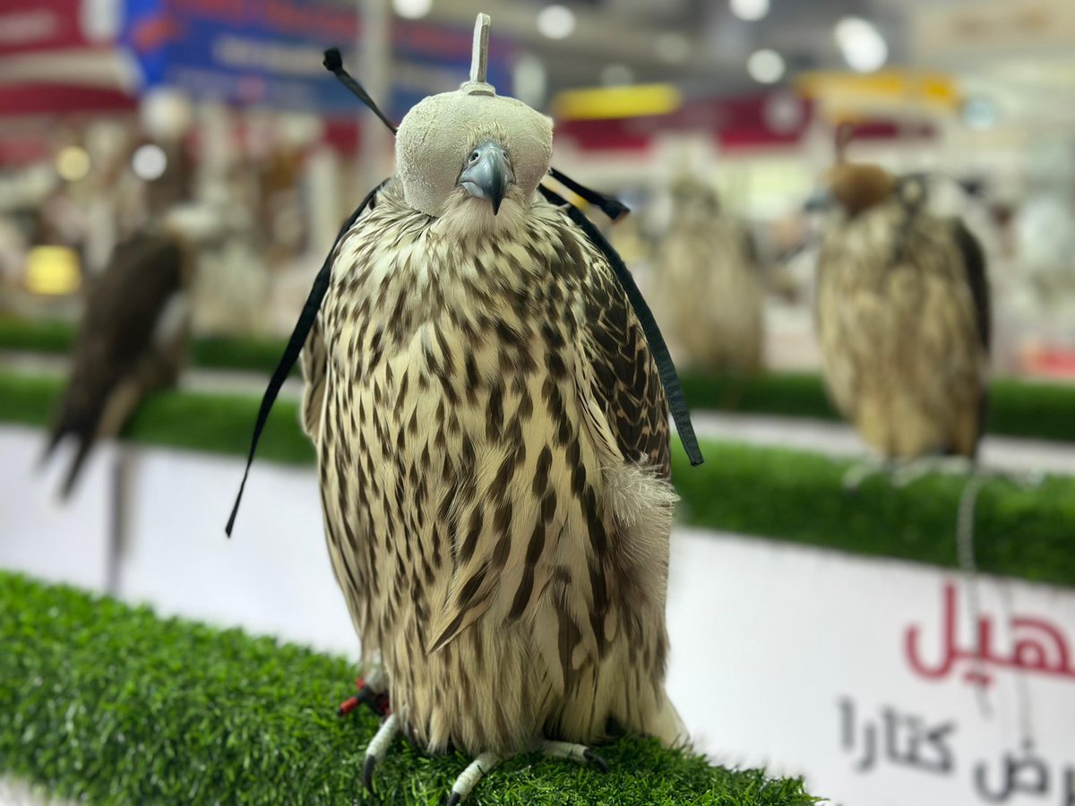 holaqatar92's tweet photo. Comienza S'hail 2025
Del 10 al 14 de septiembre, Katara Cultural Village será el escenario de la novena edición del Festival
Internacional de Caza y Halcones https://t.co/VhbDCksNXr